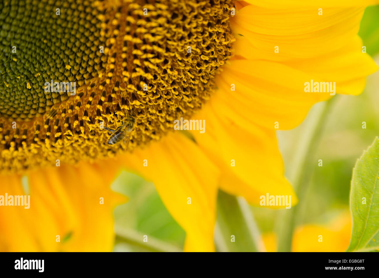 a bee probes around on a big sunflower Stock Photo