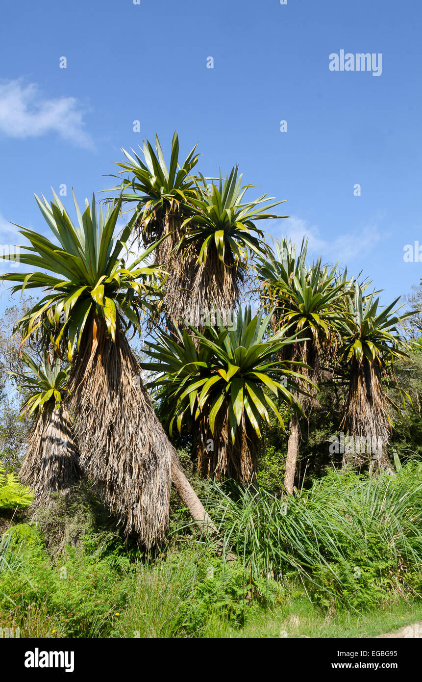 Mountain cabbage trees, Ruahine Ranges, Manawatu, North Island, New