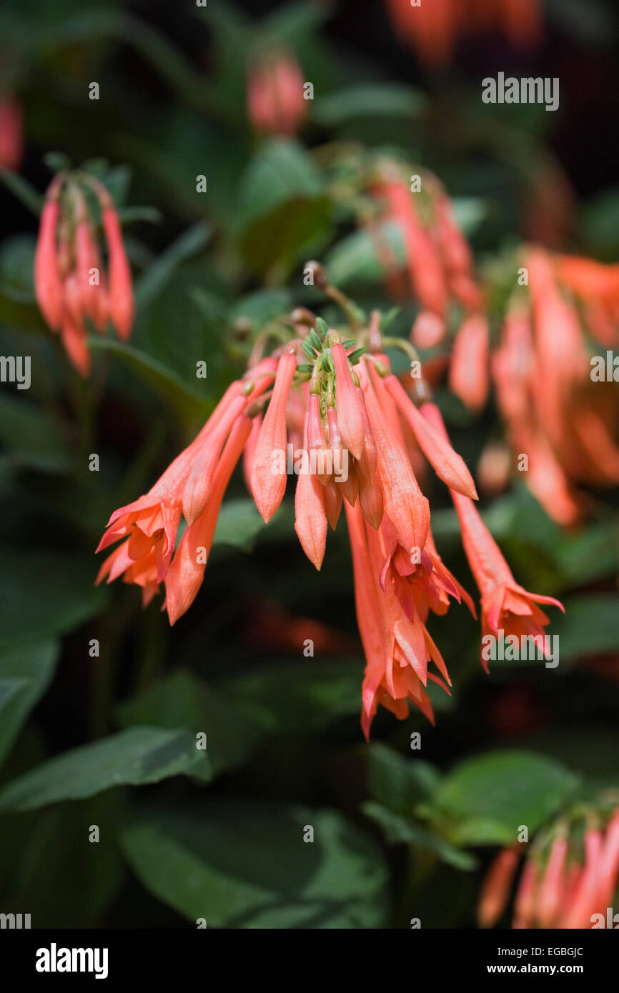 Fuchsia, triphylla type flowers. Stock Photo