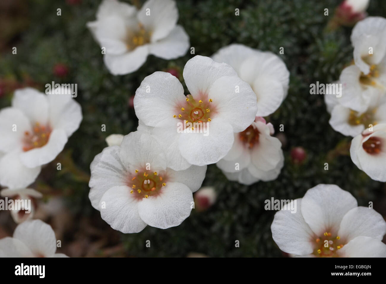 Saxifrage 'Joy Bishop' growing in a protected environment. Stock Photo