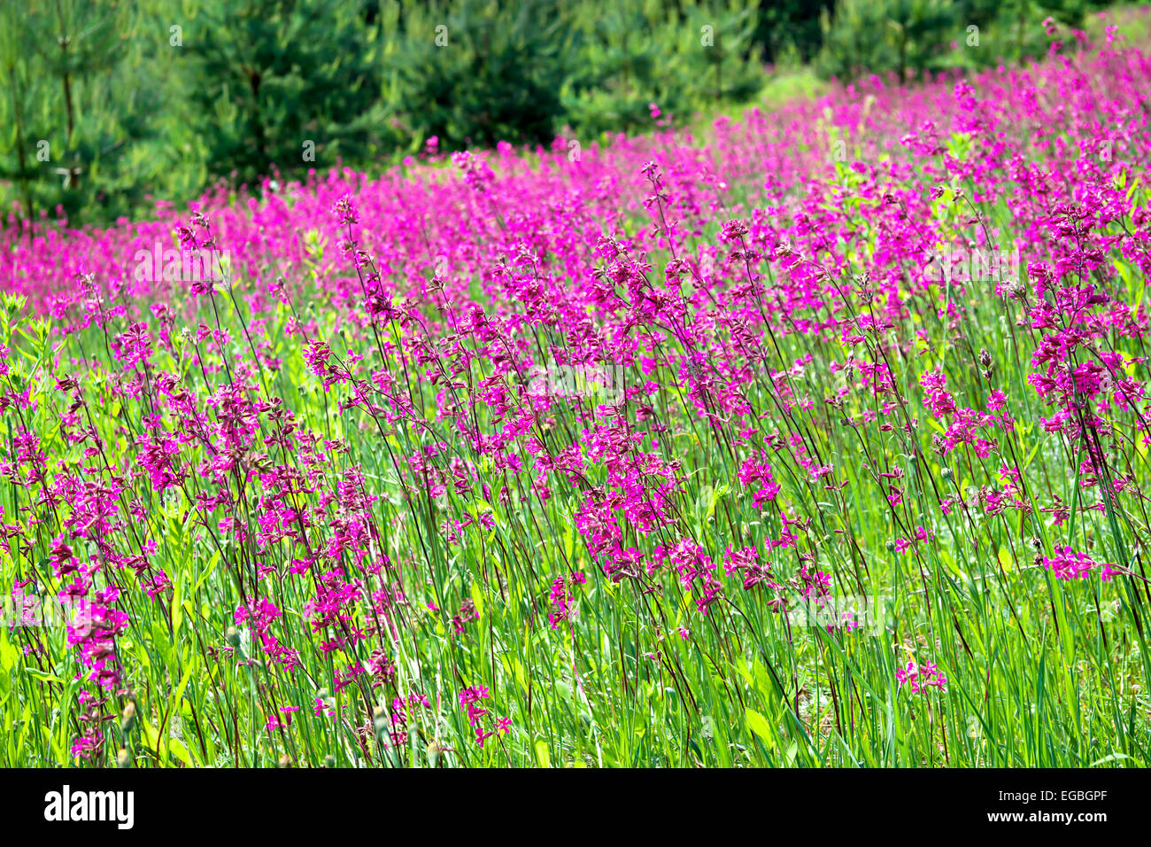 the blossoming summer meadow with flowers Stock Photo Alamy
