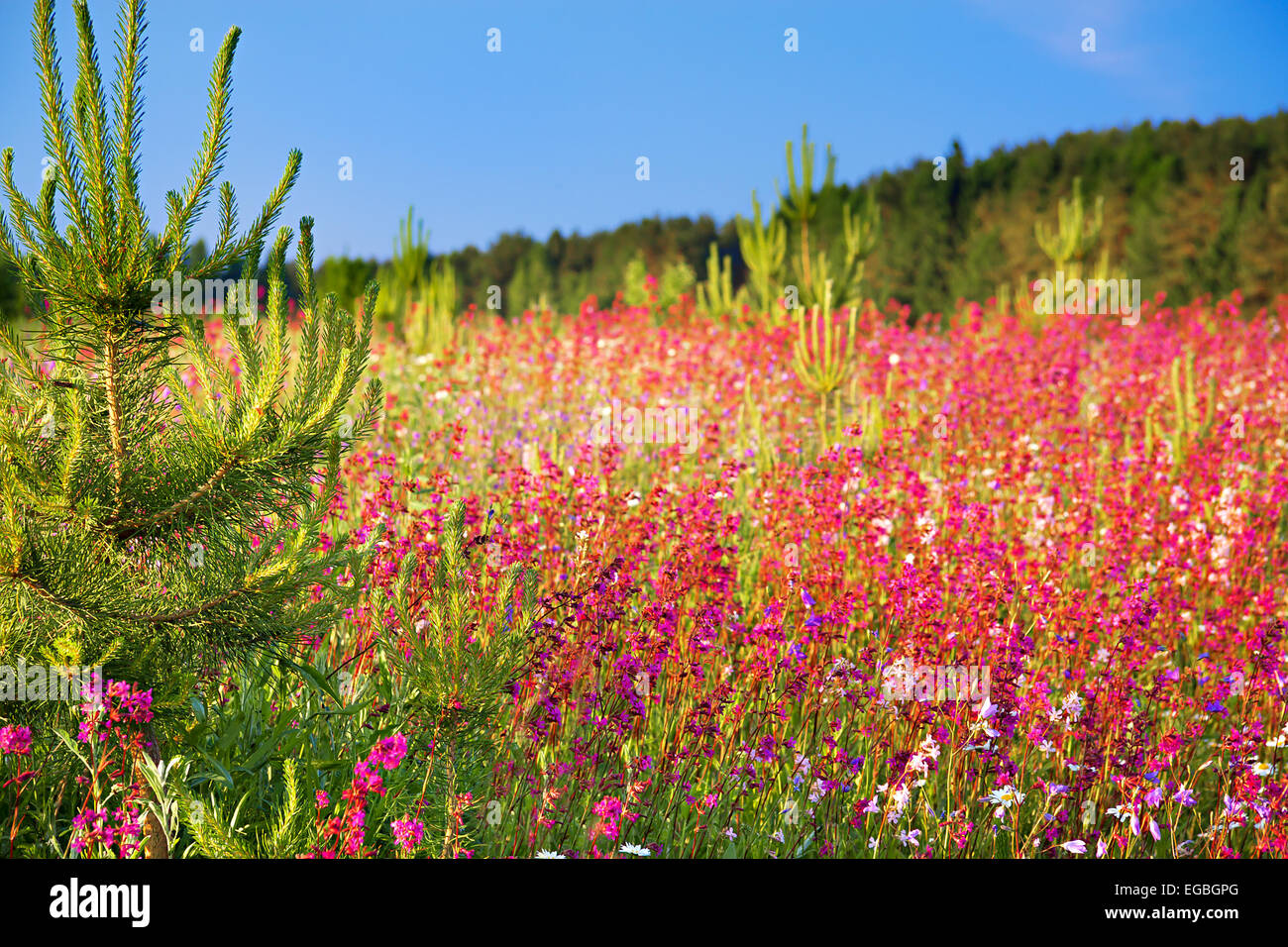landscape blossoming summer meadow Stock Photo - Alamy