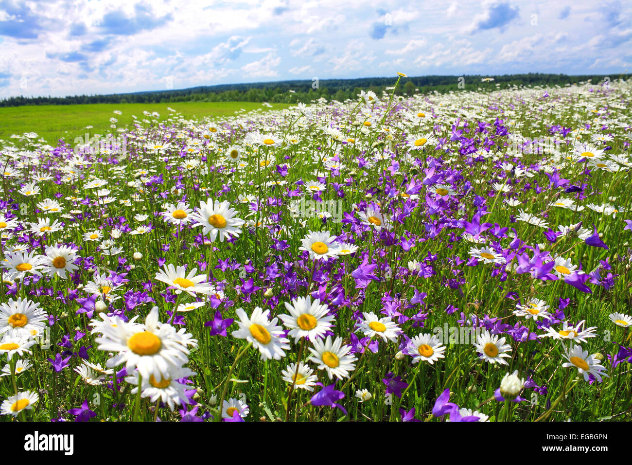 beautiful summer landscape with the blossoming meadow with flowers ...