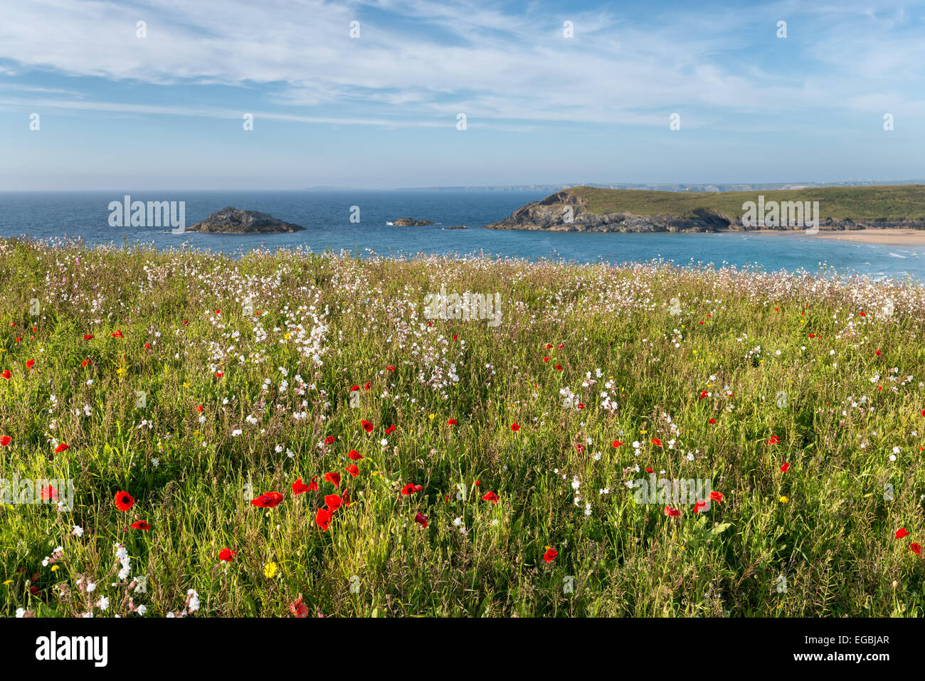 Cornish wildflower meadow on cliffs at Pentire Head near Newquay in
