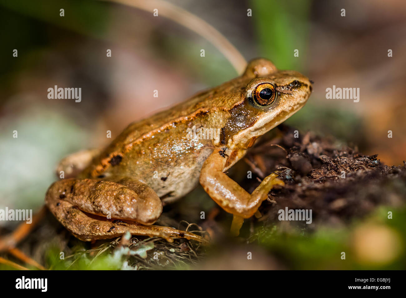 European common frog (Rana temporaria Stock Photo Alamy