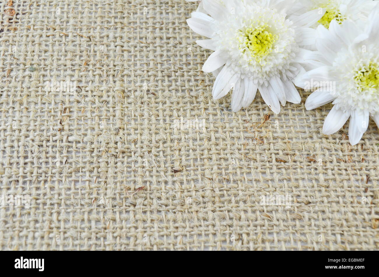Chrysanthemum on a special knitted table cloth Stock Photo