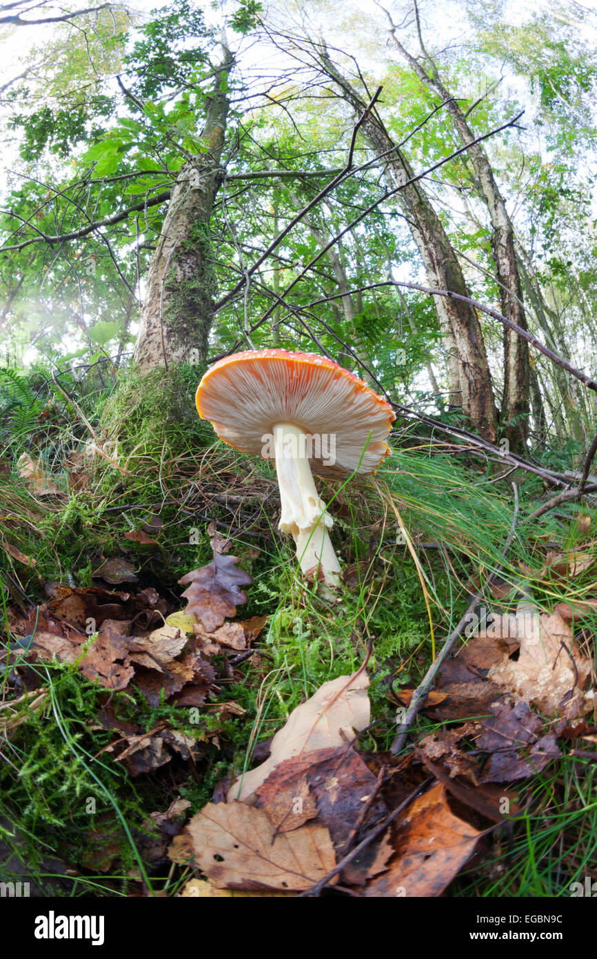 Mushroom: Amanita muscaria, commonly known as the fly agaric. Poisonous Toadstool Stock Photo