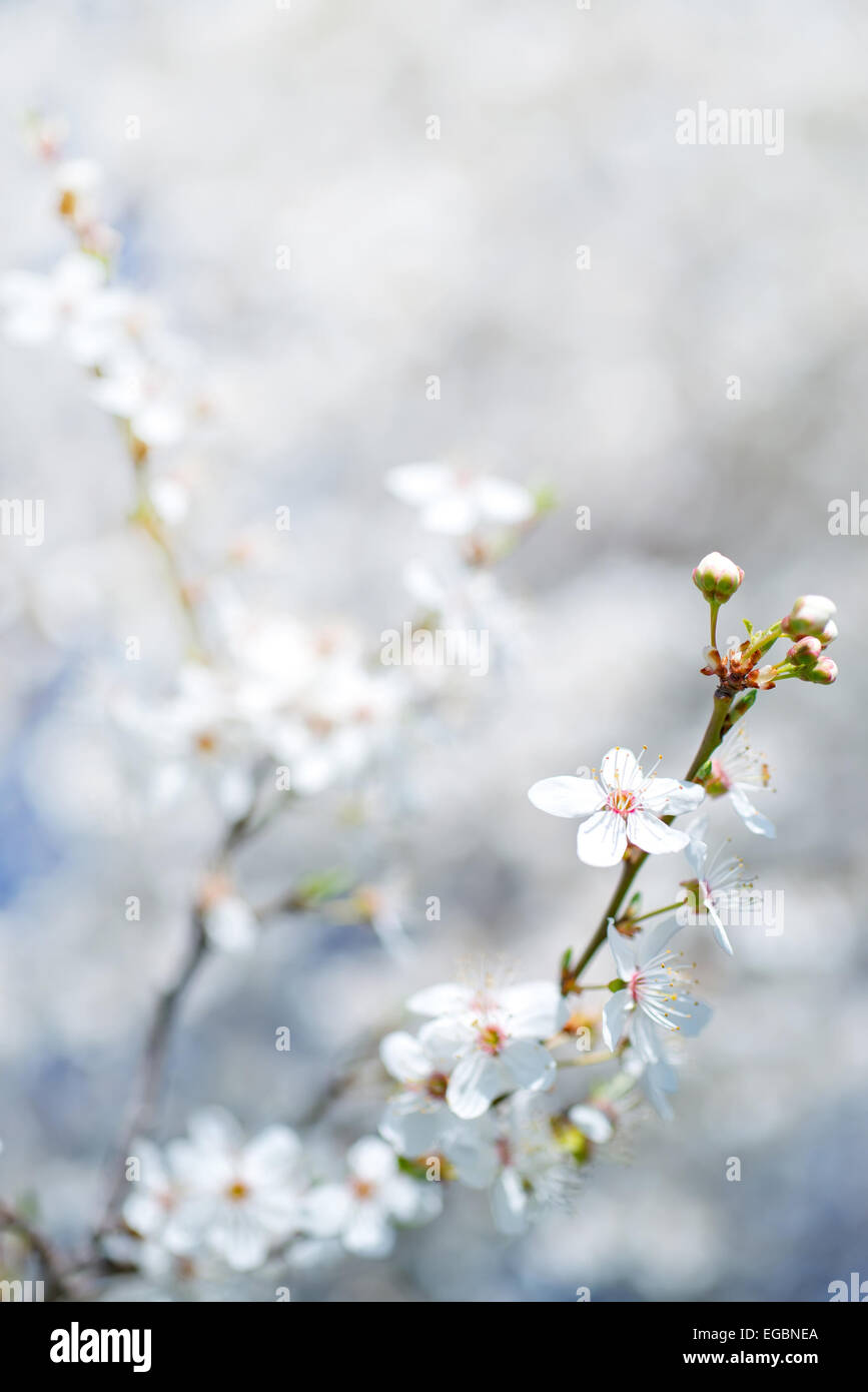 First sign of spring growth hi-res stock photography and images - Alamy