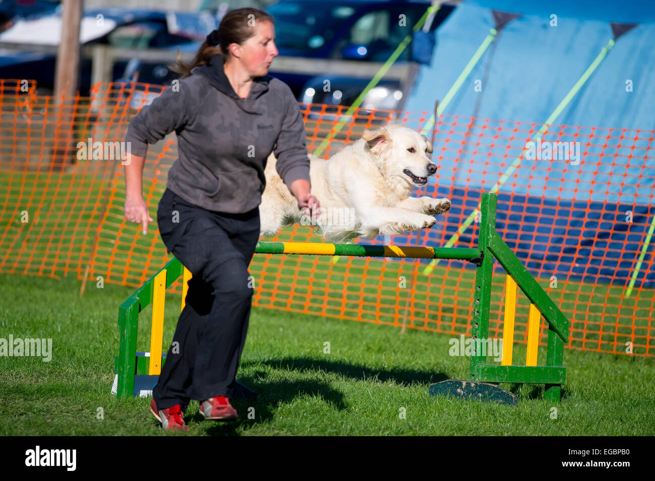 South of England Autumn game fair - Dog Show jumping in action. Dogs have to complete the obstacle course in the quickest time Stock Photo