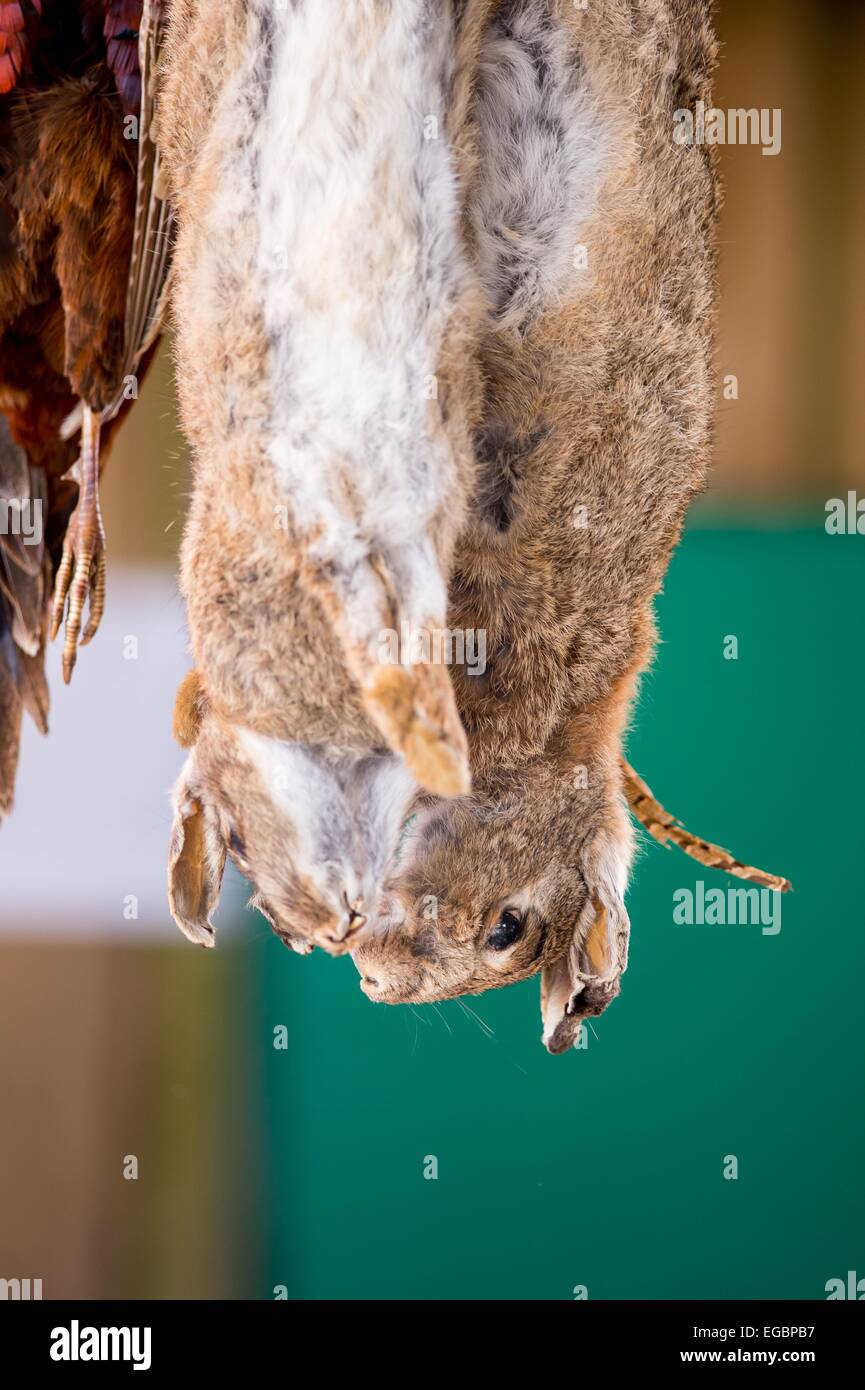 South of England Autumn game fair - Rabbits hanging upside down for use on the display for sale Stock Photo