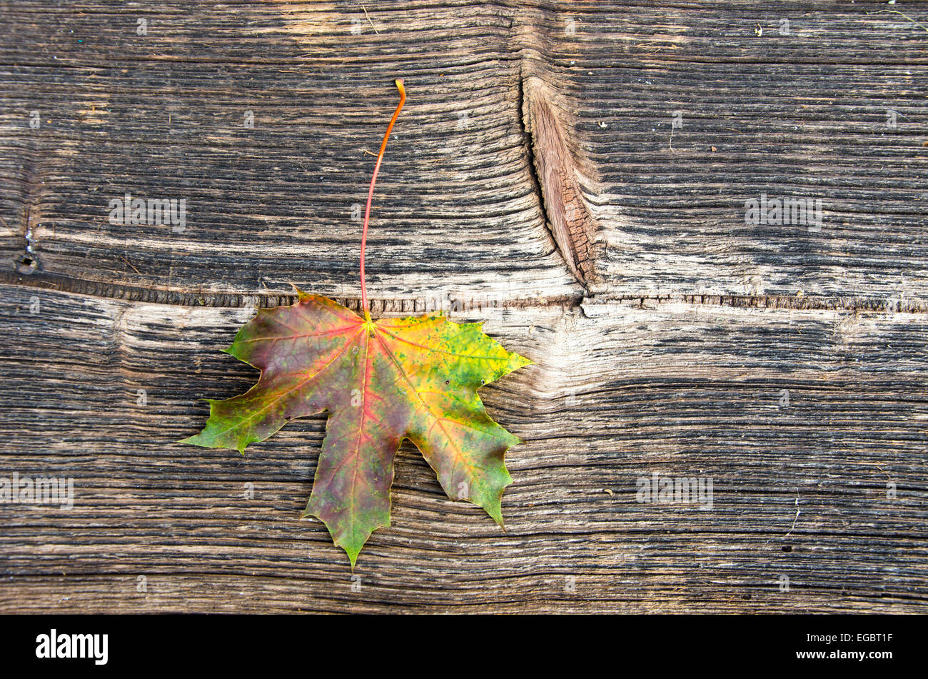 old wooden plank background with autumn maple leaf and texture Stock ...