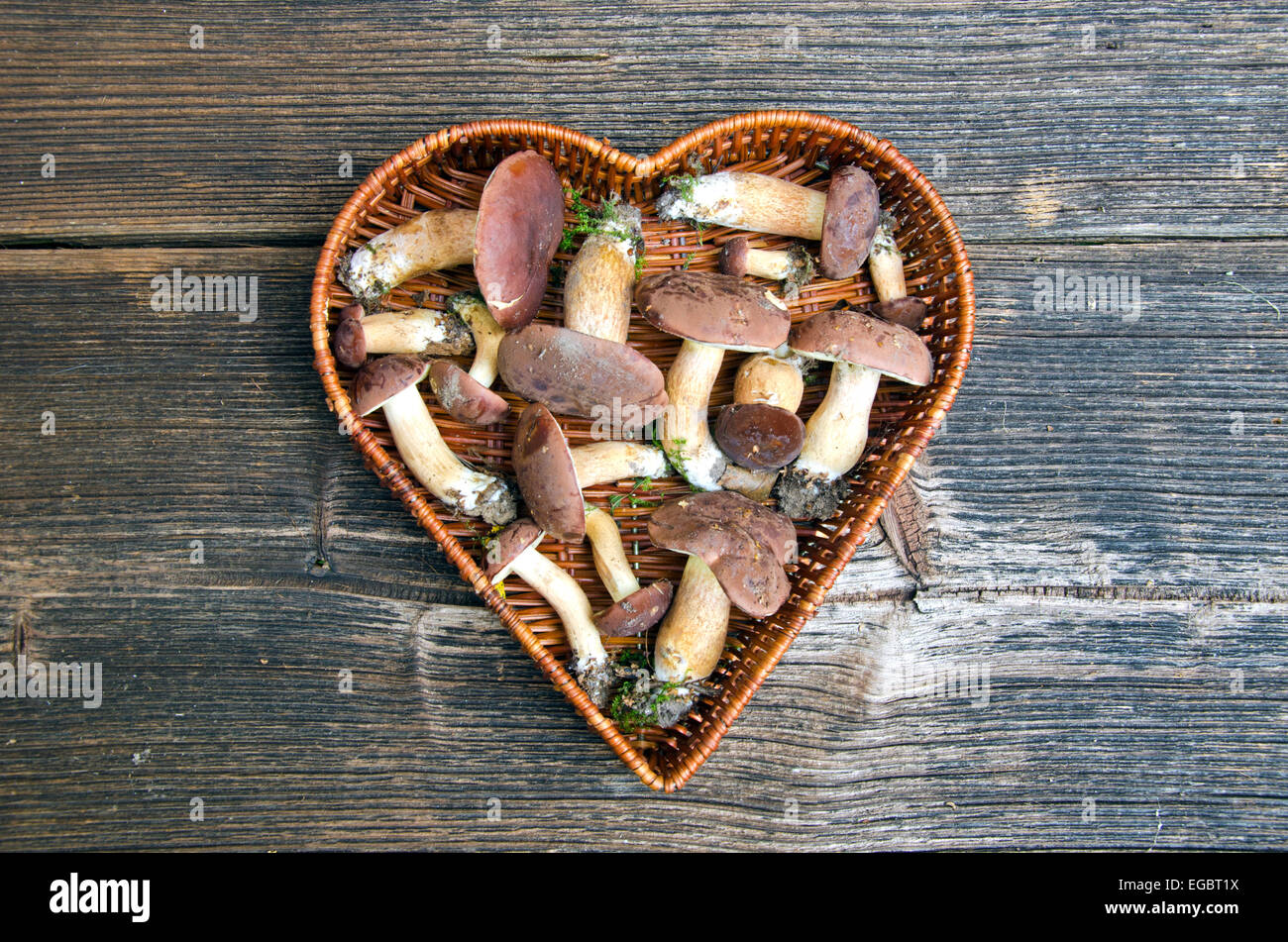 mushrooms fungi cep boletus Xerocomus badius in heart form basket on old wooden table Stock Photo