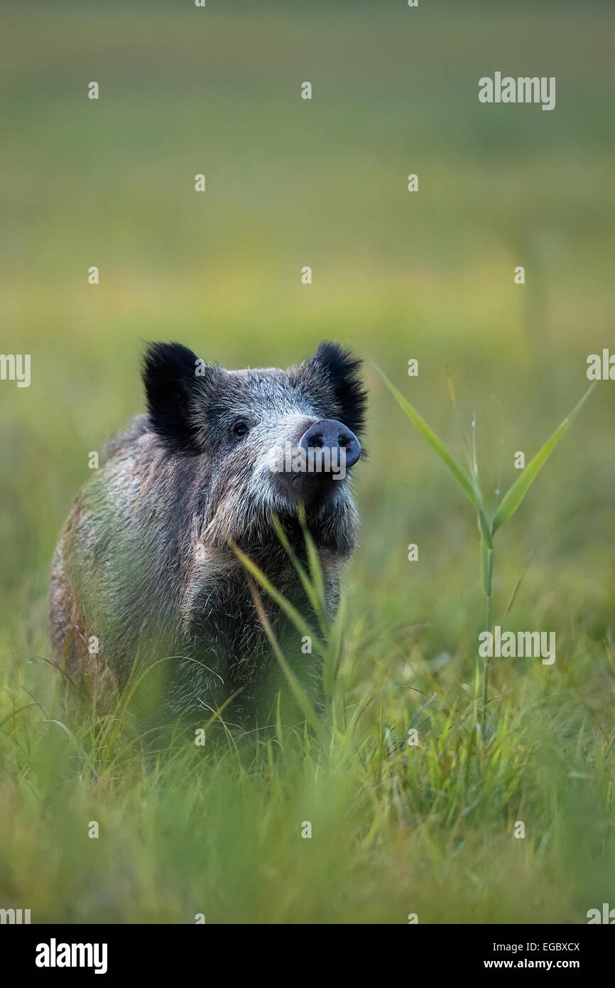 Wild boar in the wild Stock Photo Alamy