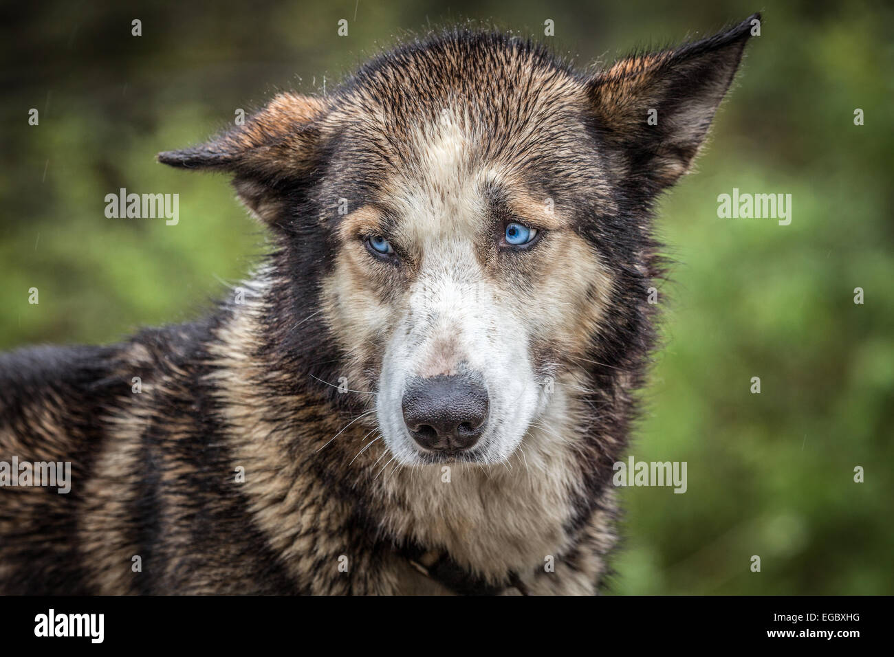 Alaskan Husky dog in Denali National Park, Alaska, USA, North America