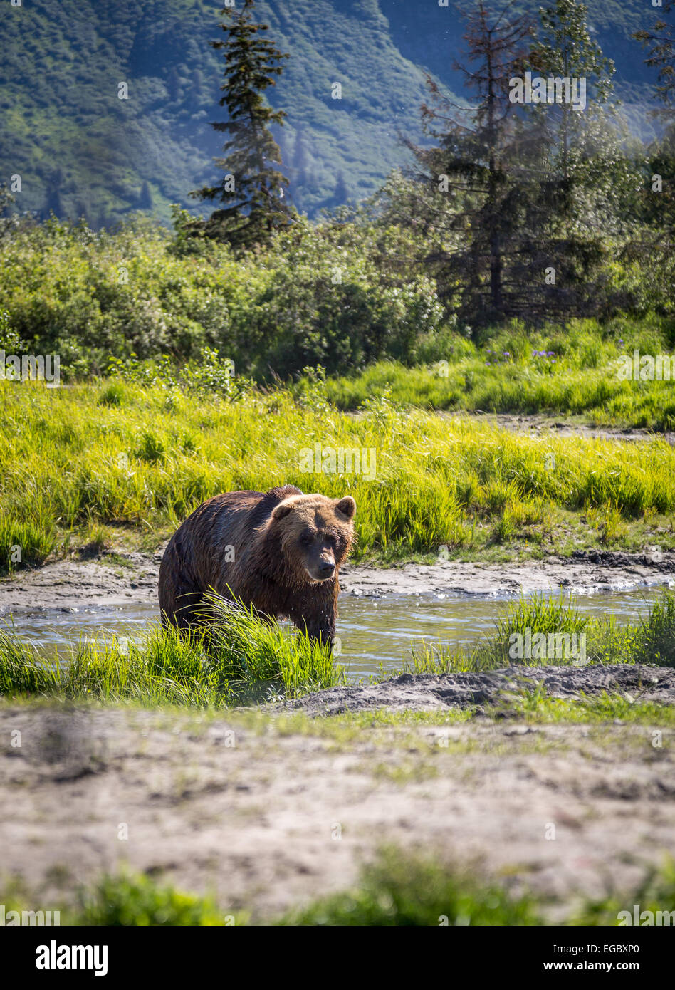 Grizzly Bear, Alaska, USA, North America Stock Photo Alamy