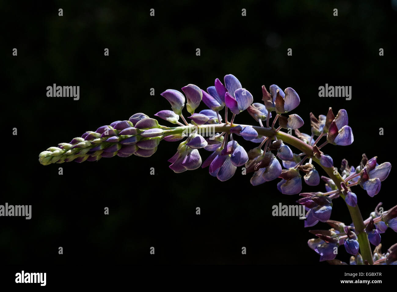 Purple Lupin flowers against a dark background Stock Photo