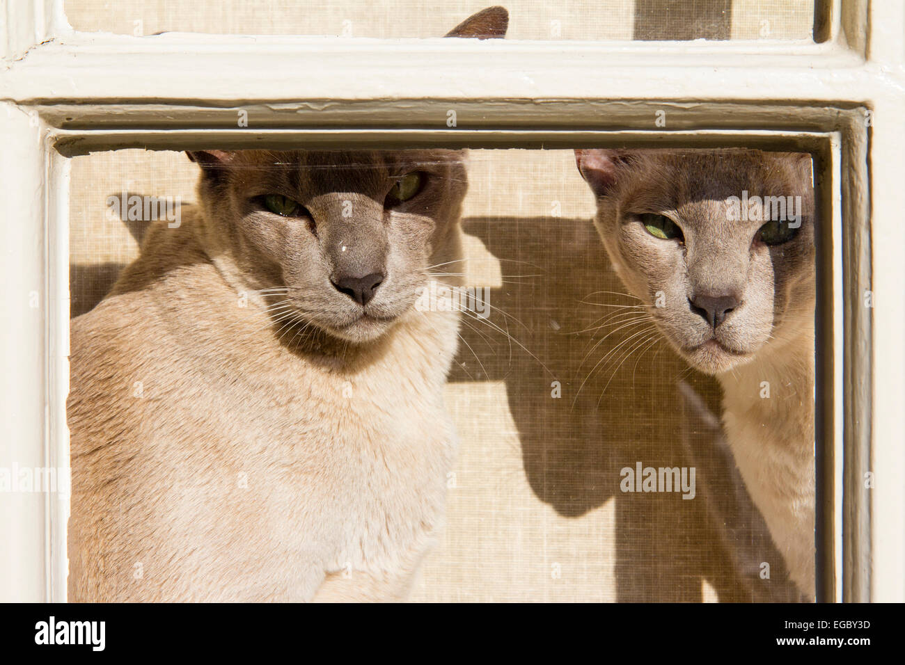 5,095 Fotos de Stock de Squamata - Fotos de Stock Gratuitas e Sem  Fidelização a partir da Dreamstime - Página 2