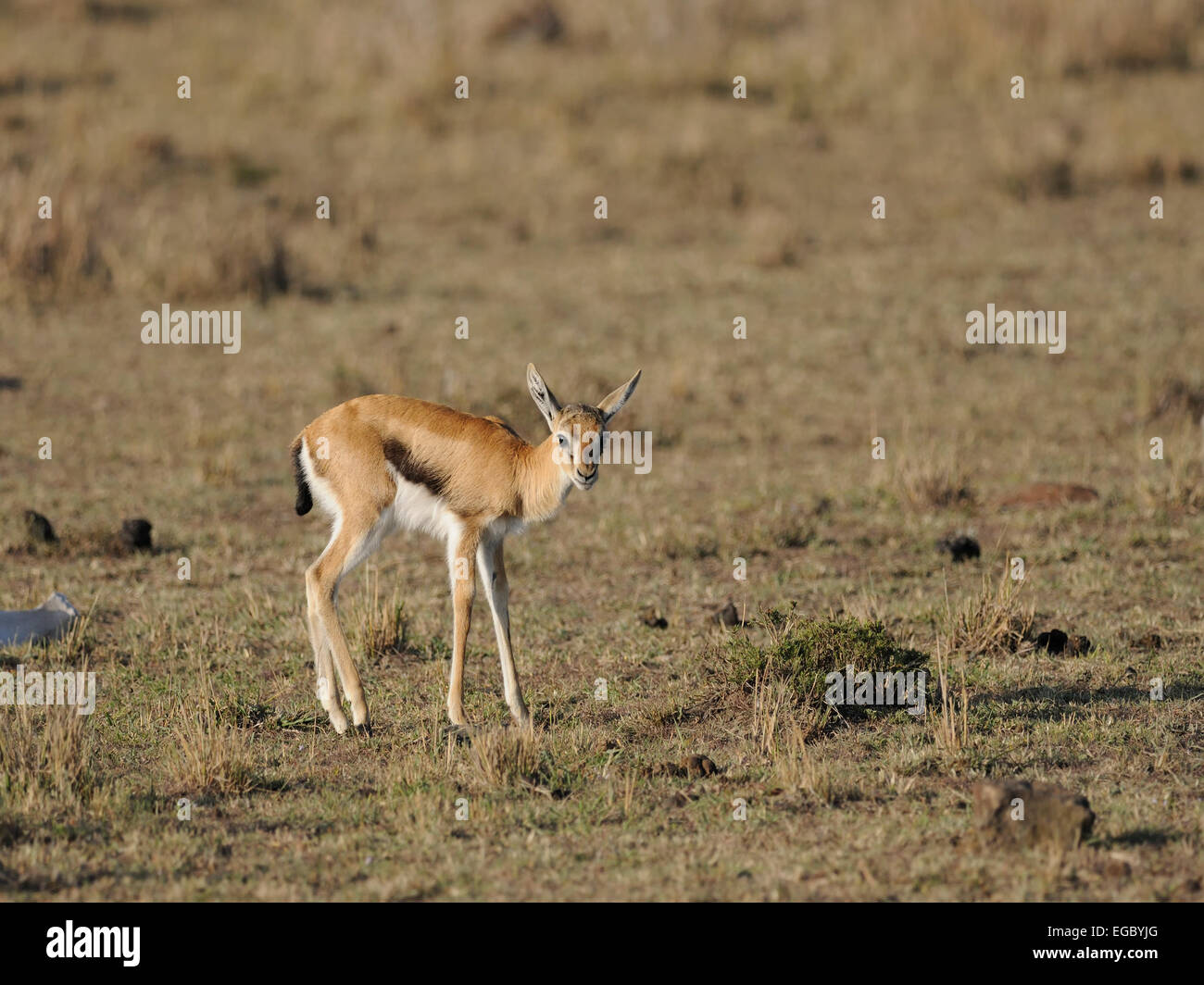 A Thomson's gazelle ( Gazella thomsonii ) on the grassland plains of ...