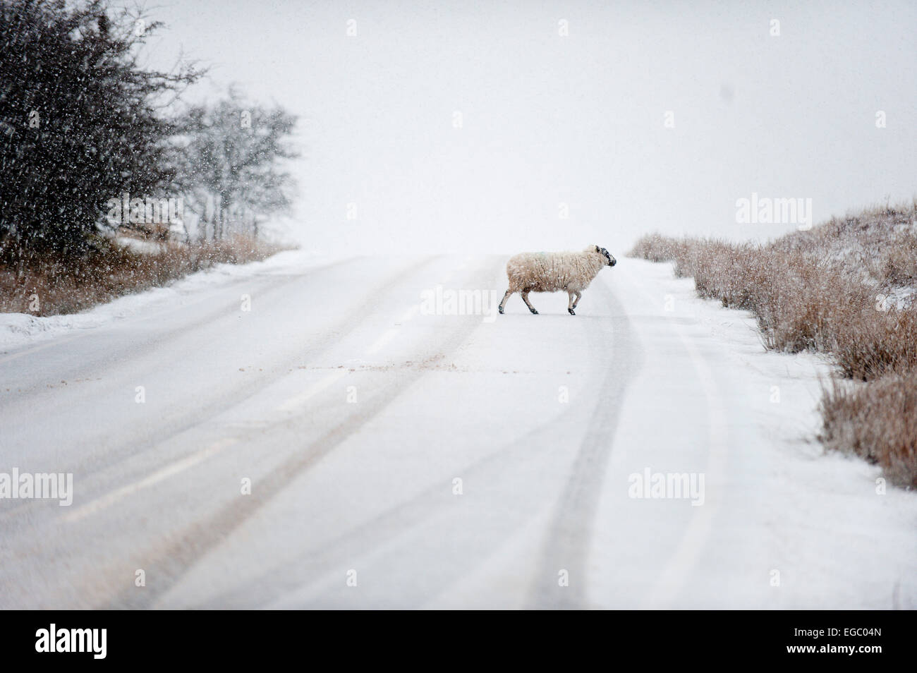 Mynydd Epynt, Powys, Wales, UK. 22nd february, 2015. UK Weather: A ewe crosses the B4520 ‘Brecon’ road between Builth Wells and Brecon on the high moorland of the Mynydd Epynt range of hills. Credit:  Graham M. Lawrence/Alamy Live News. Stock Photo