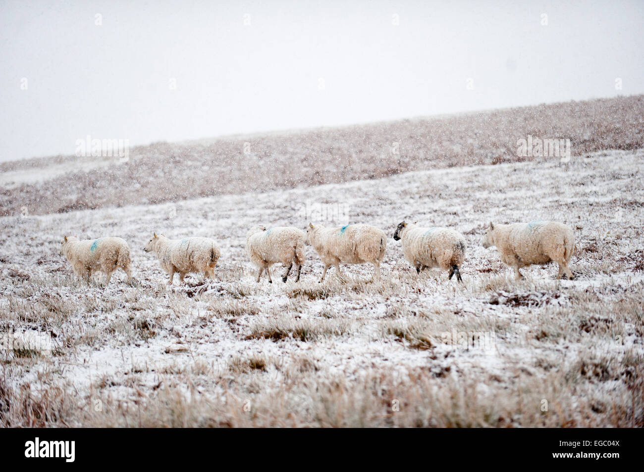 Mynydd Epynt, Powys, Wales, UK. 22nd february, 2015. UK Weather: Sheep are caught unawares by a blizzard on the high moorland of the Mynydd Epynt range of hills. Credit:  Graham M. Lawrence/Alamy Live News. Stock Photo