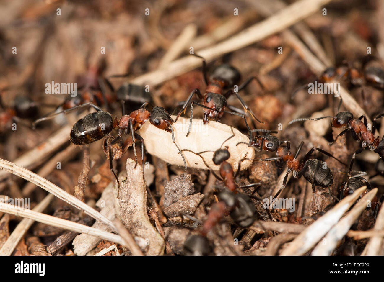 Wood ants with egg Stock Photo Alamy