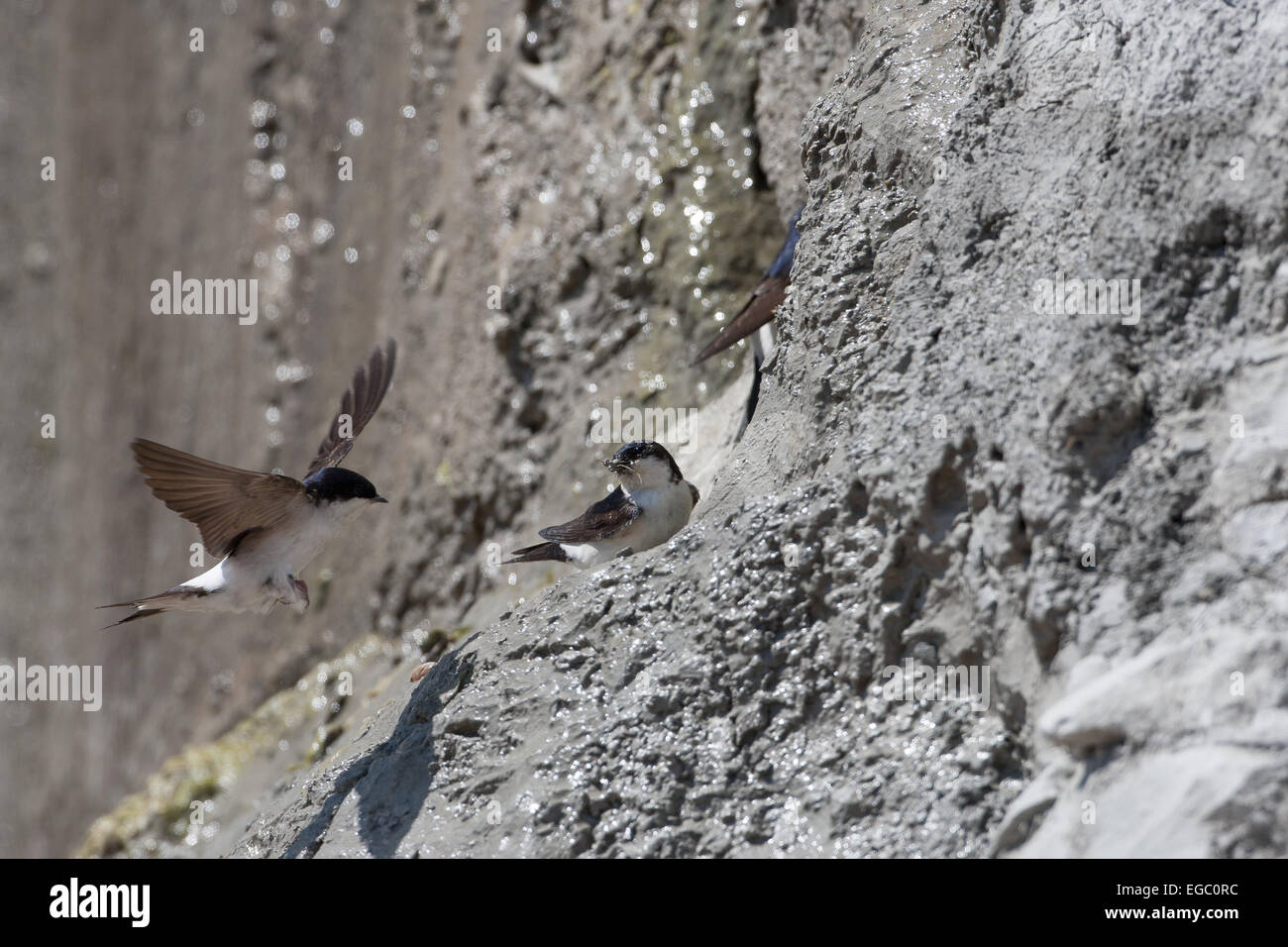 House martins collecting nesting mud Stock Photo