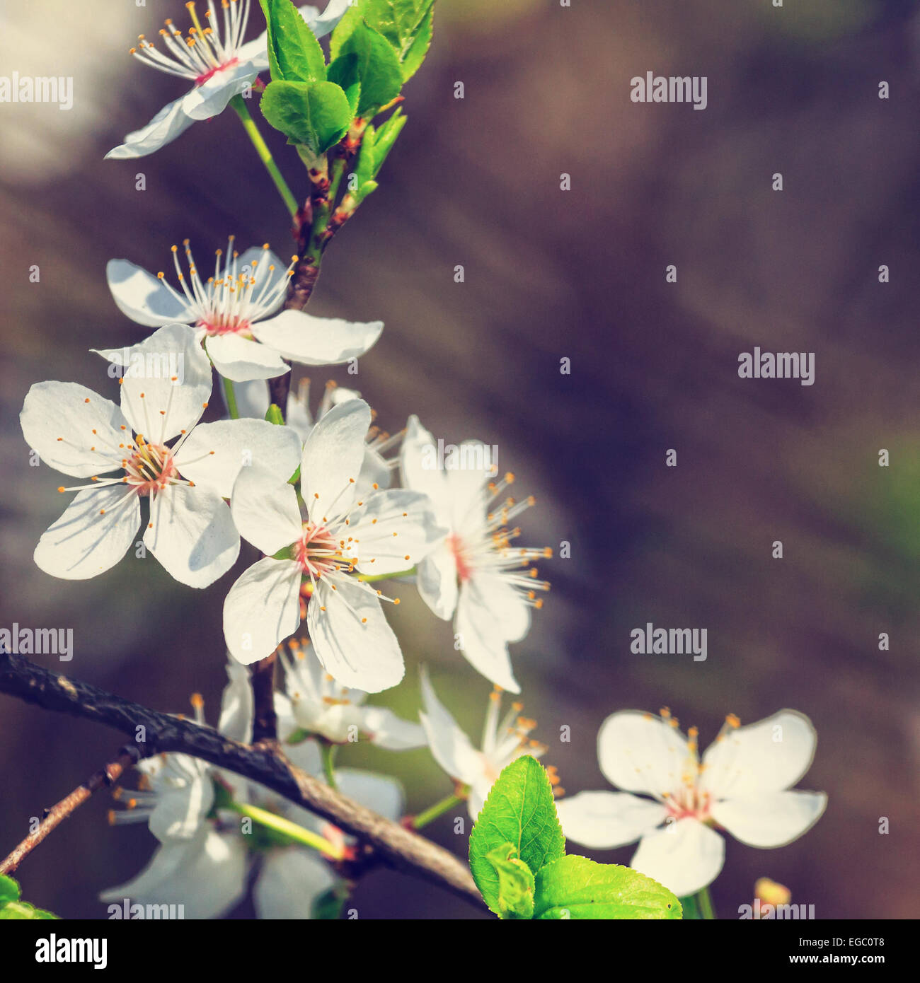 vintage white blossoms in spring Stock Photo Alamy