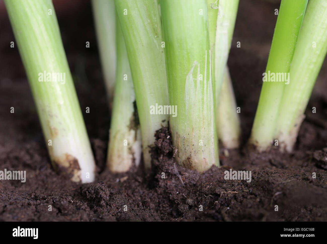 Onion plant in fertile soil Stock Photo