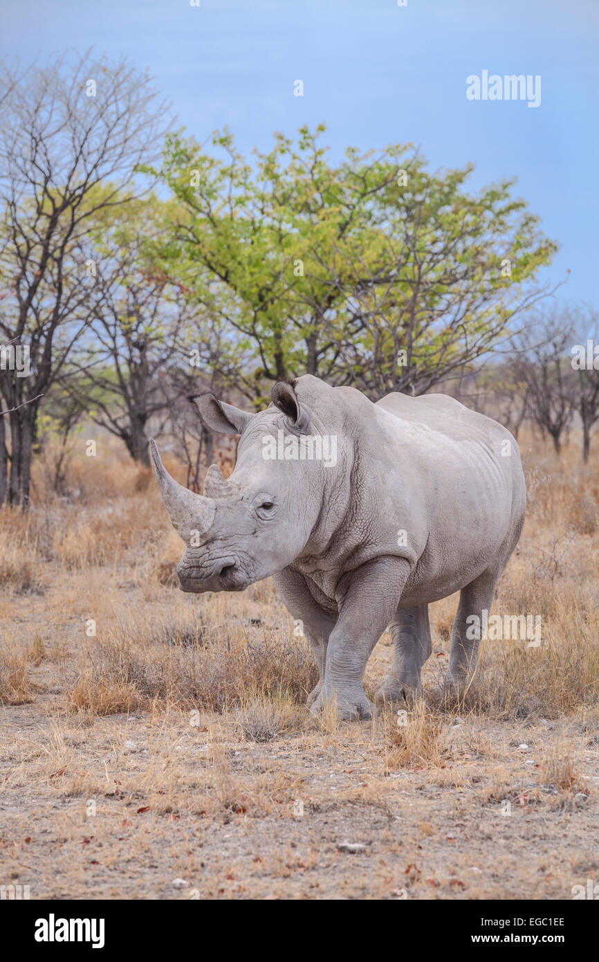 A white rhino in Etosha National Park, Namibia. Stock Photo