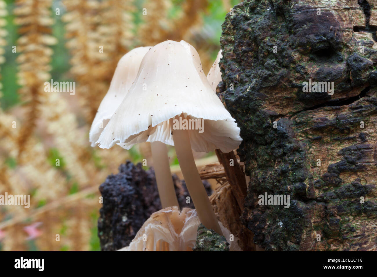 UK, mushroom. Growing on old dead wood Stock Photo - Alamy