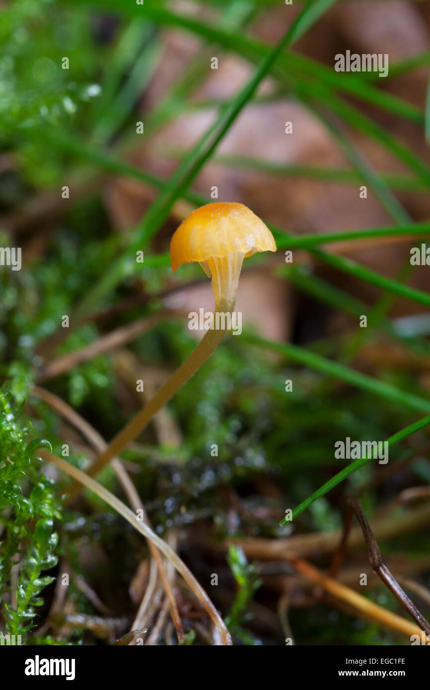 Fungi : Orange mosscap. (Rickenella fibula). Stock Photo