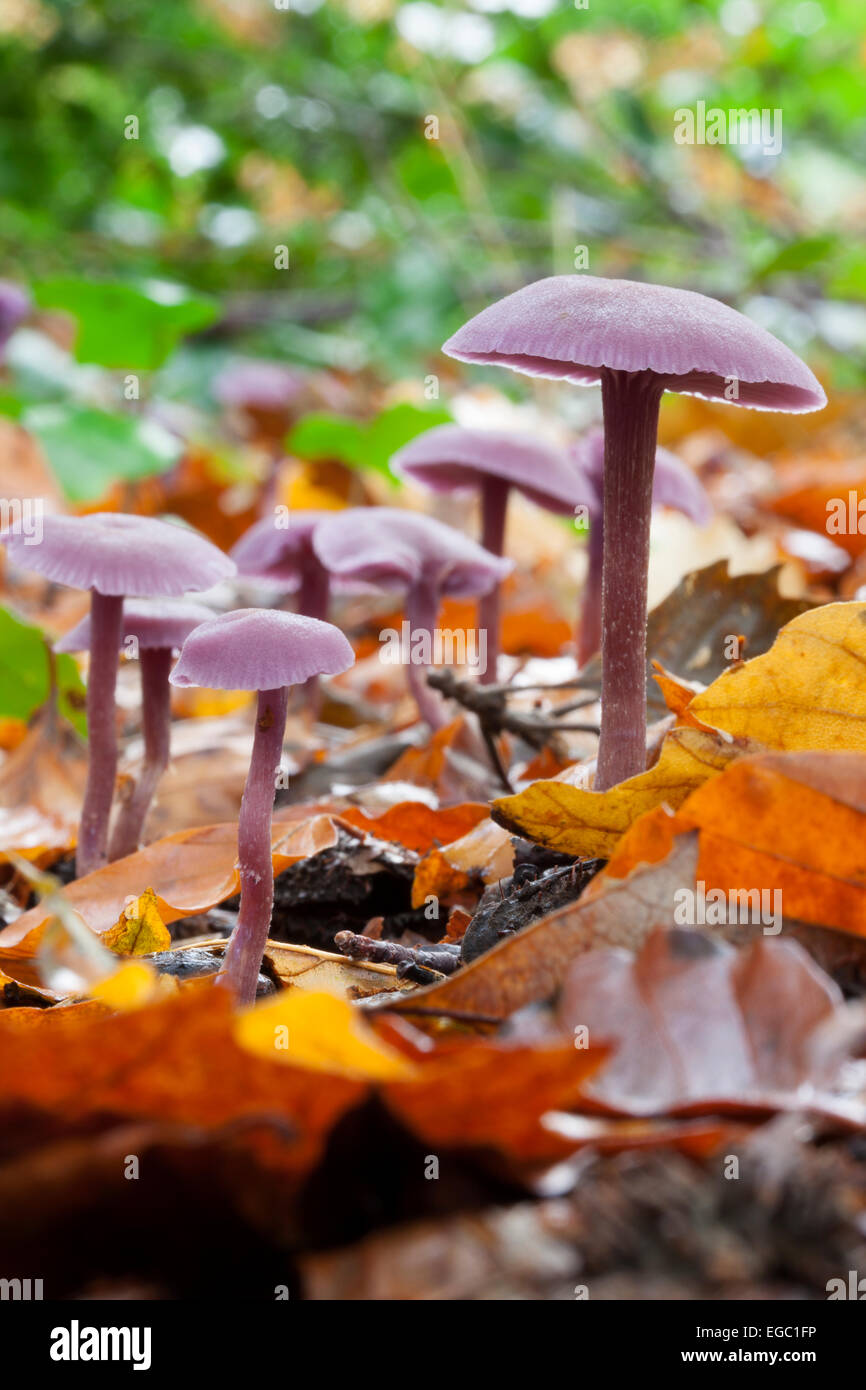 Mushroom : Amethyst Deceiver.  (Laccaria amethystina). Stock Photo