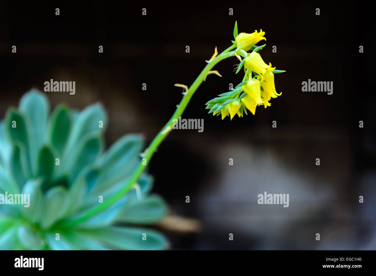 Yellow Echeveria flowers a rosetted succulent plant from Mexico, central and S. America Stock Photo