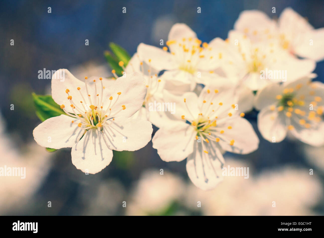 vintage white blossoms in spring Stock Photo Alamy
