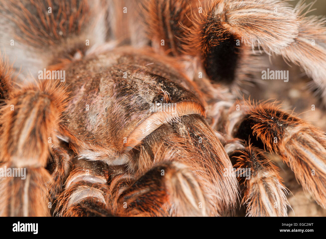 A Chilean rose tarantula Stock Photo - Alamy