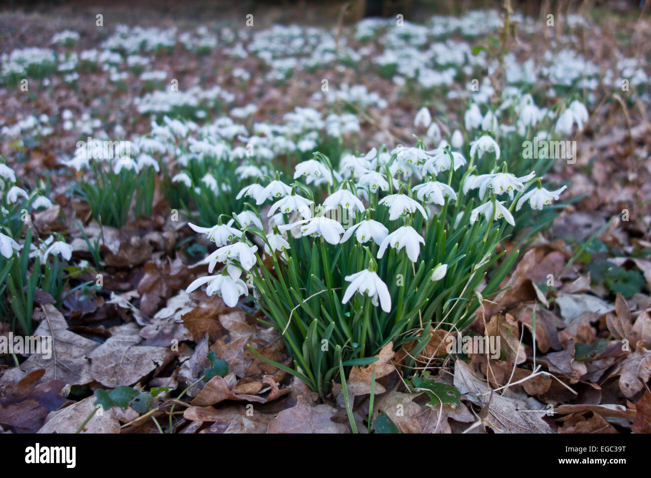 Snow drops Galanthus snowdrop in grass verge by road country lane Stock Photo