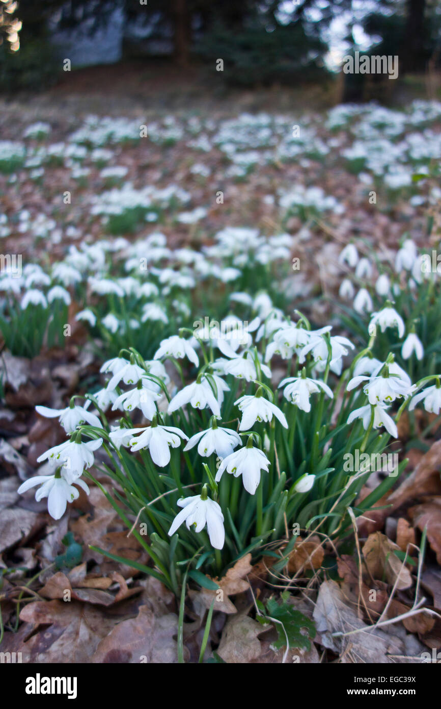 Snow drops Galanthus snowdrop in grass verge by road country lane Stock Photo