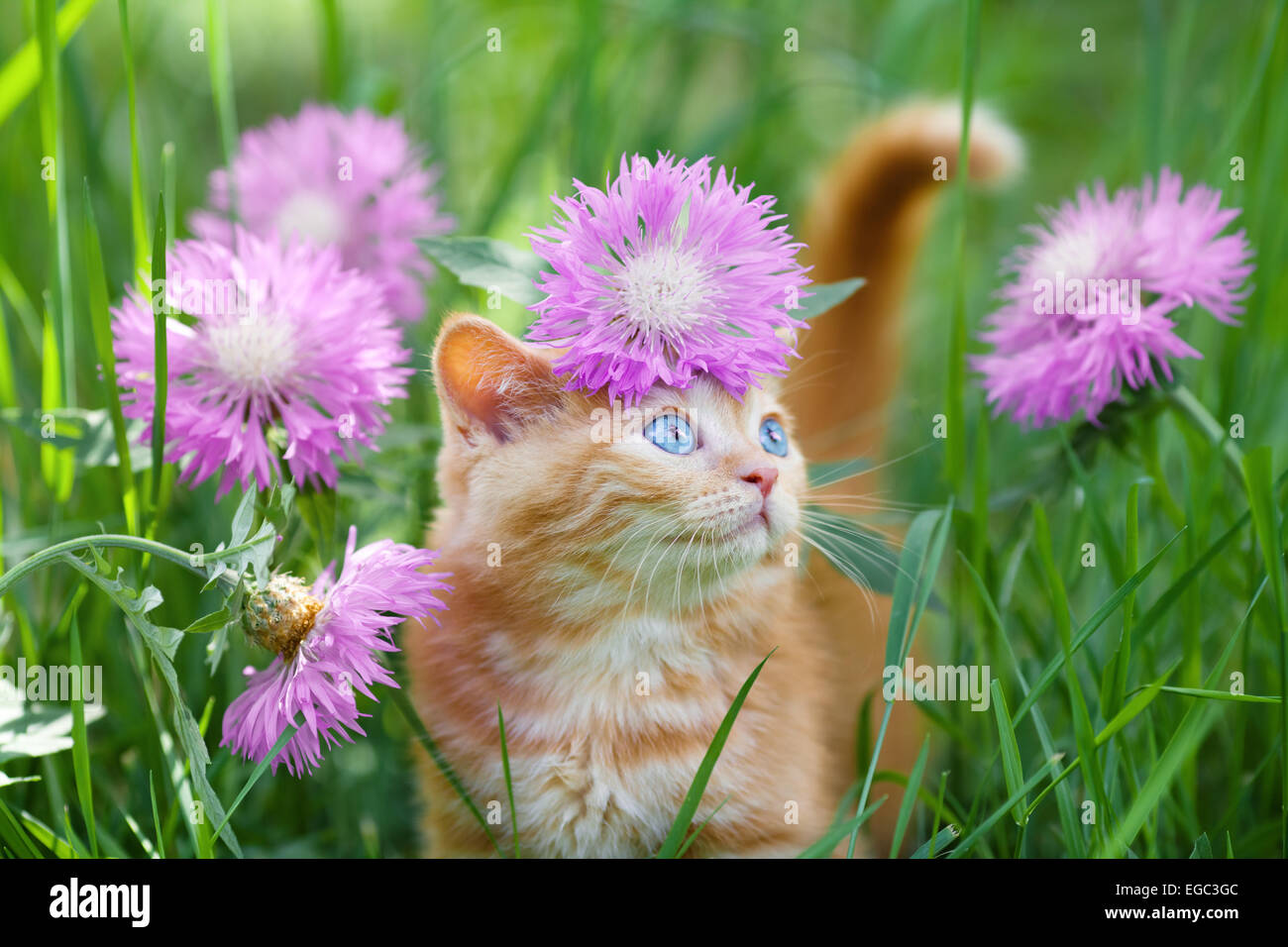 Cute red little kitten walking on flower lawn Stock Photo - Alamy