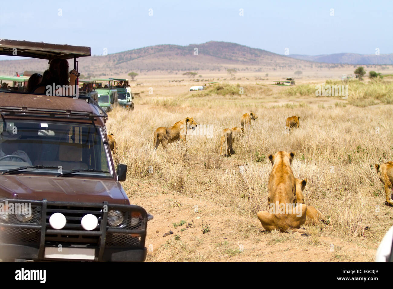 Wildlife safari tourists on game drive Stock Photo