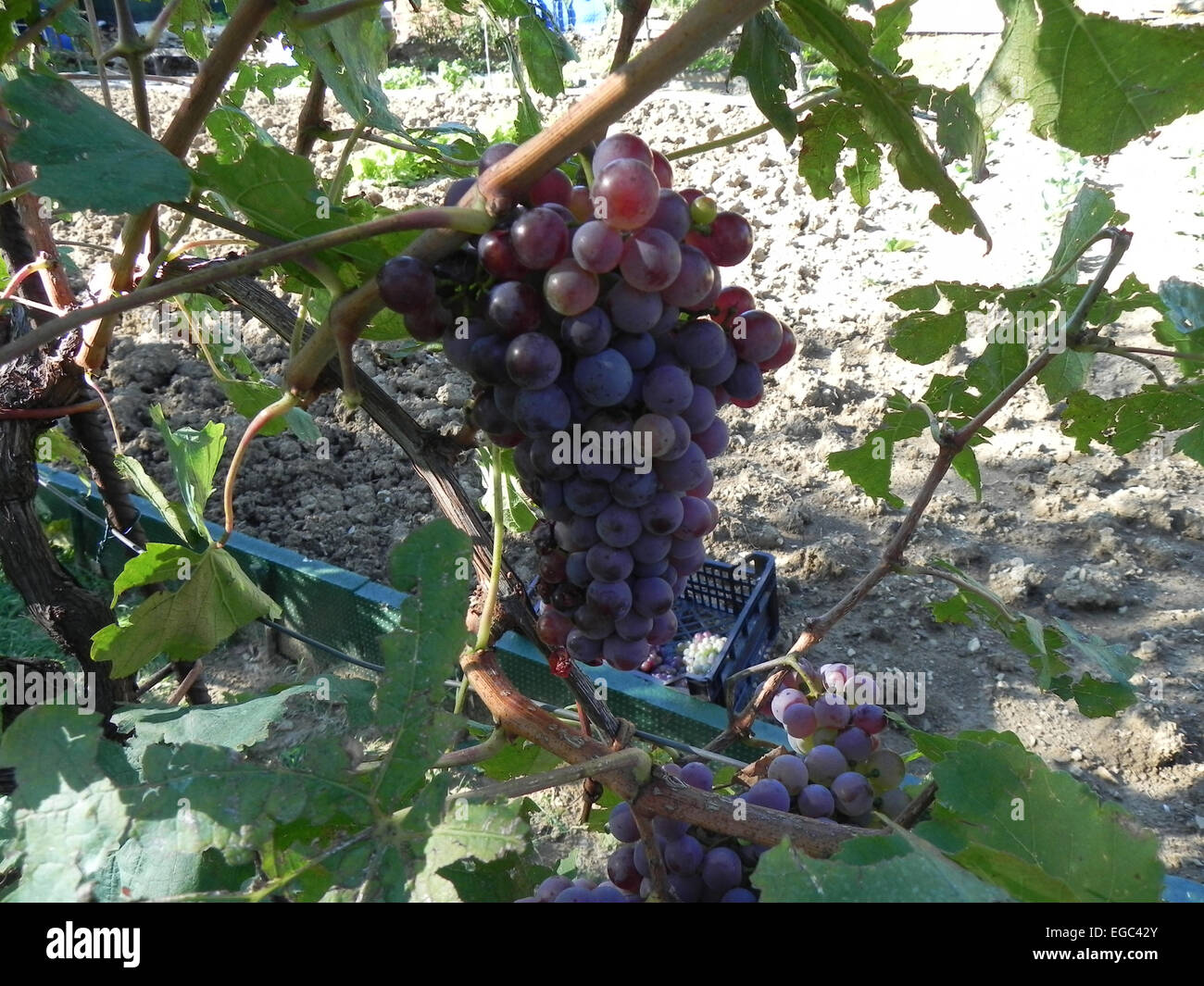 A big stalk of grapes discovered during grape harvesting Stock Photo
