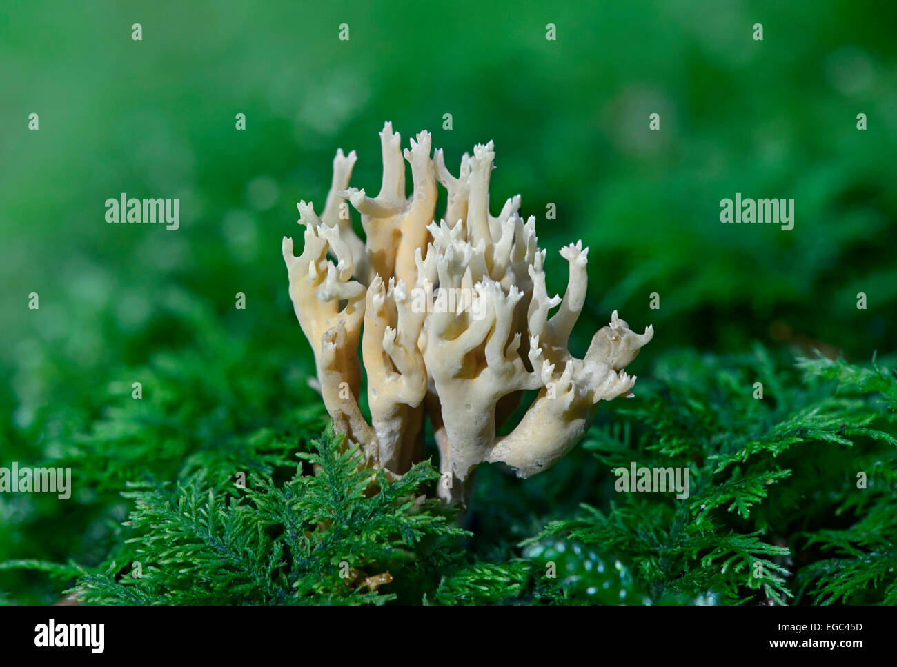 Strict-branch coral (Ramaria stricta), inedible coral fungus Stock Photo
