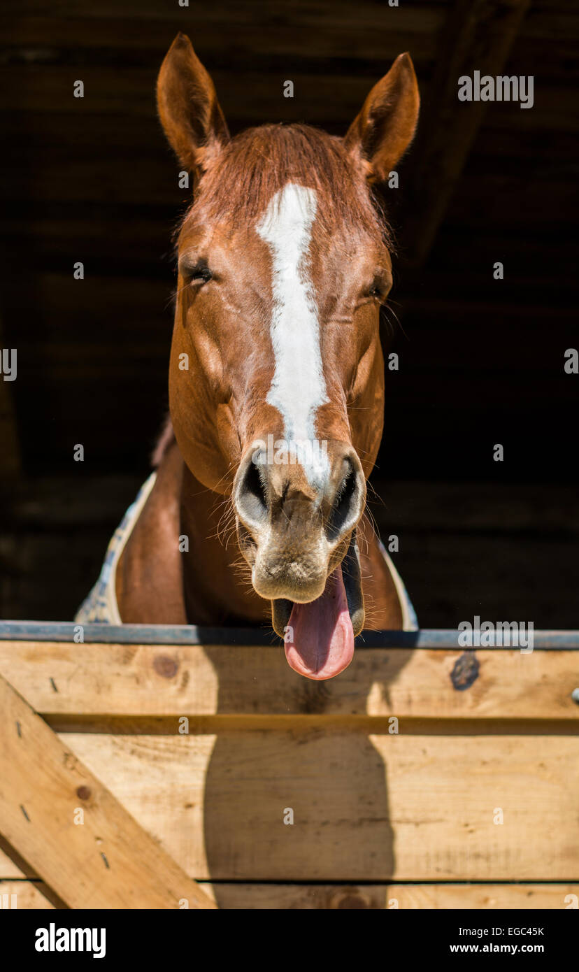 Horse is sticking out his tongue Stock Photo Alamy