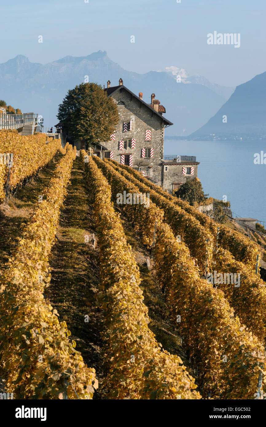 Clos des Abbayes, Dezaley, Vineyards , Lavaux region, Lake Geneva, Swiss Alps,  Switzerland Stock Photo