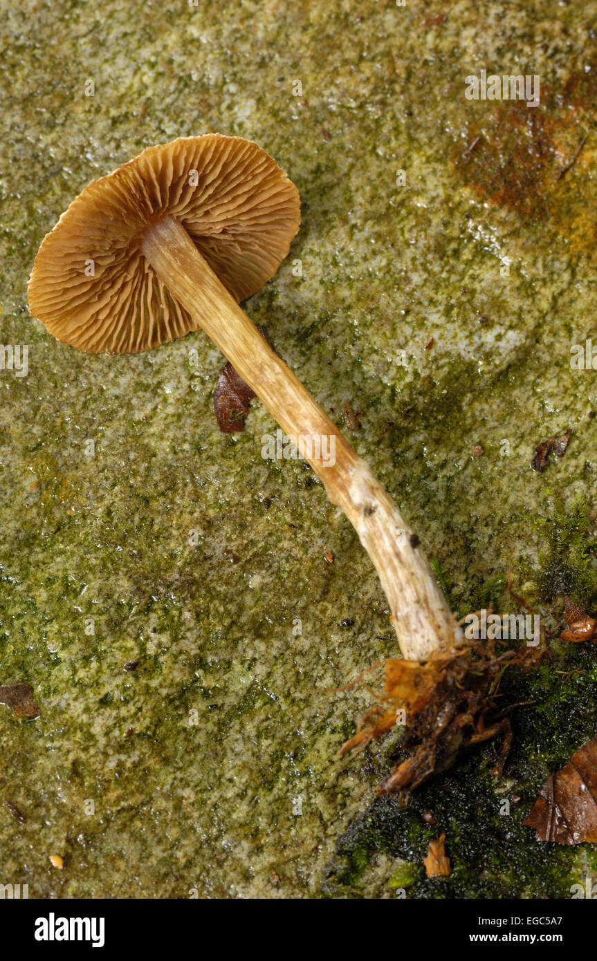 Fungi, Cortinarius (telamonia) flexipes var. inolens, seen growing in deciduous woodland, Carstramon Wood, Dumfries & Galloway, Scotland Stock Photo