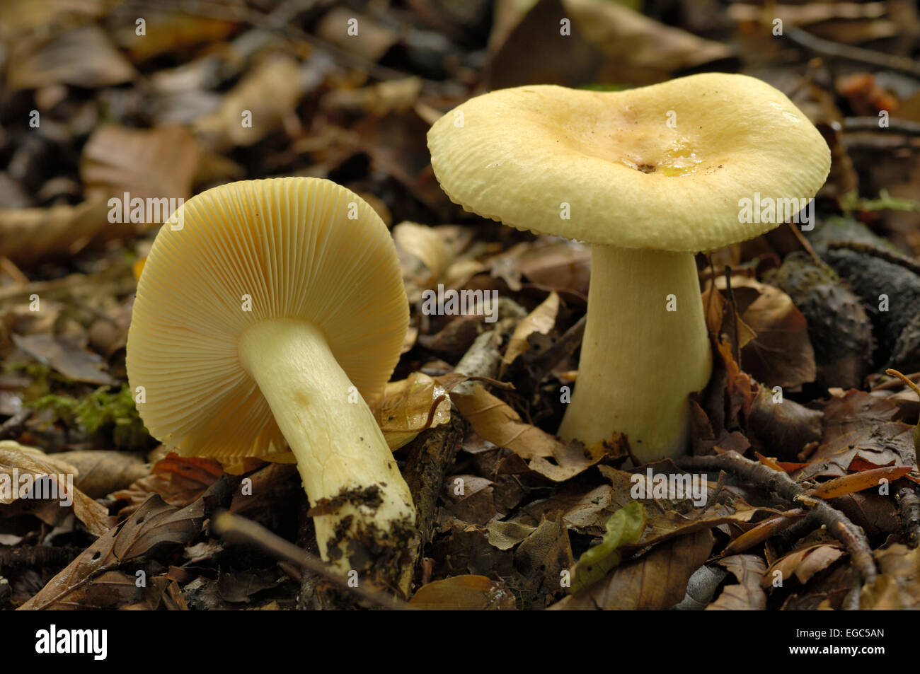 Fungi, Russula species, possibly Russula farinipes, seen growing on the ground under beech trees in deciduous woodland, Carstramon Wood, Dumfries & Galloway, Scotland Stock Photo