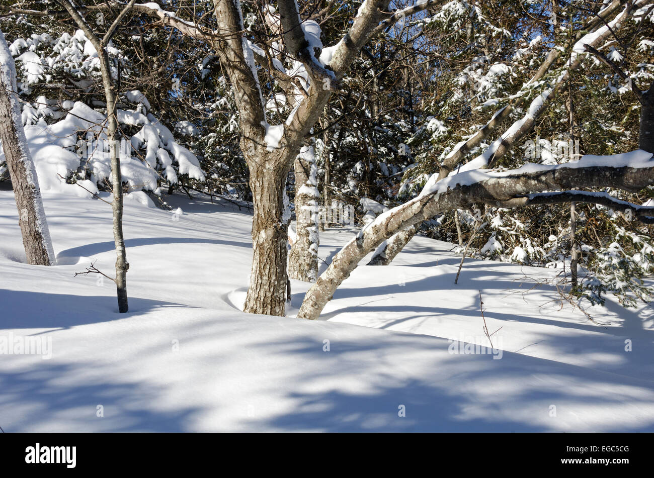 Deep snow surrounds a grove of Red Oak trees in Acadia National Park