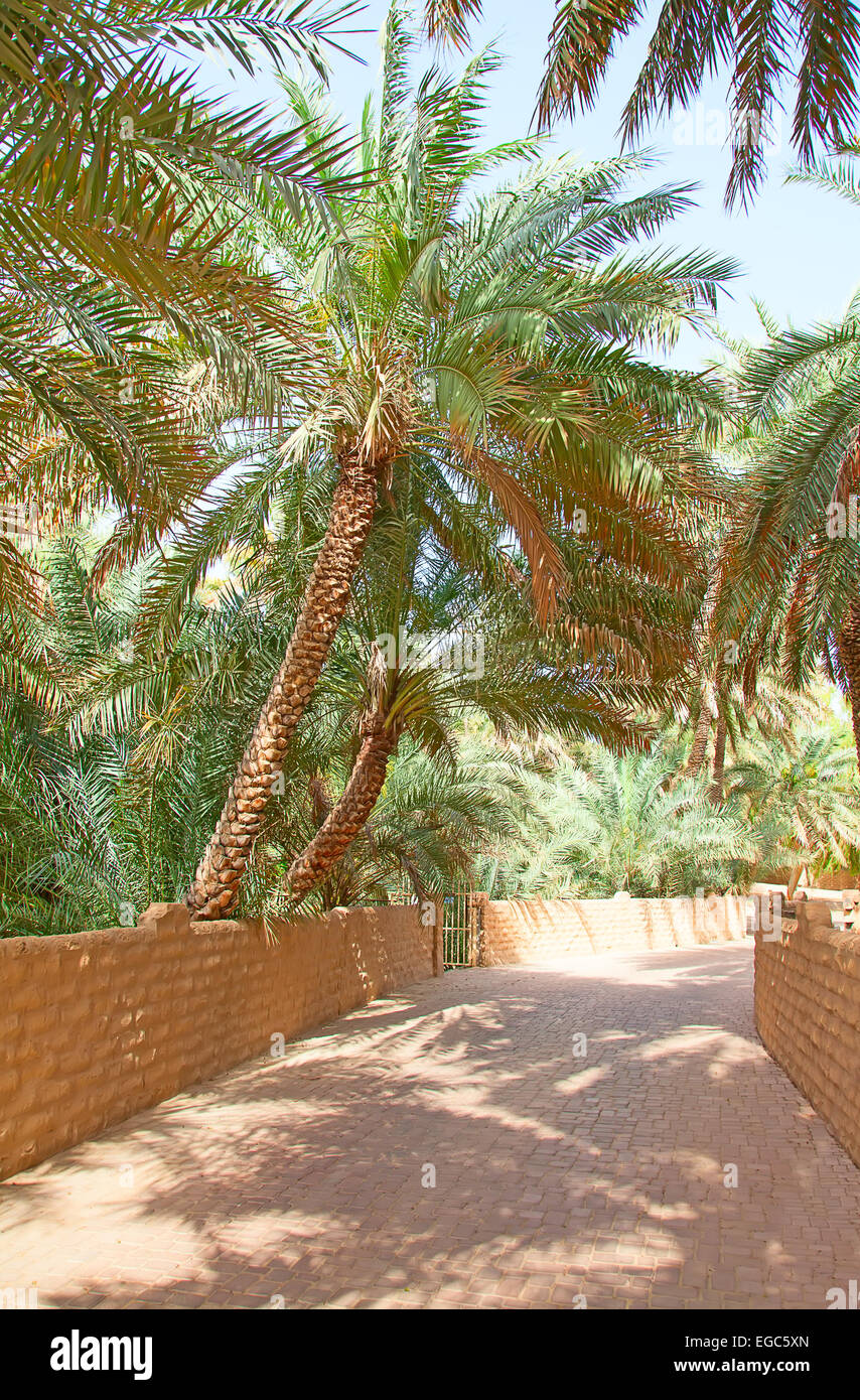 Palm garden in the Riyadh city, Saudi Arabia Stock Photo Alamy