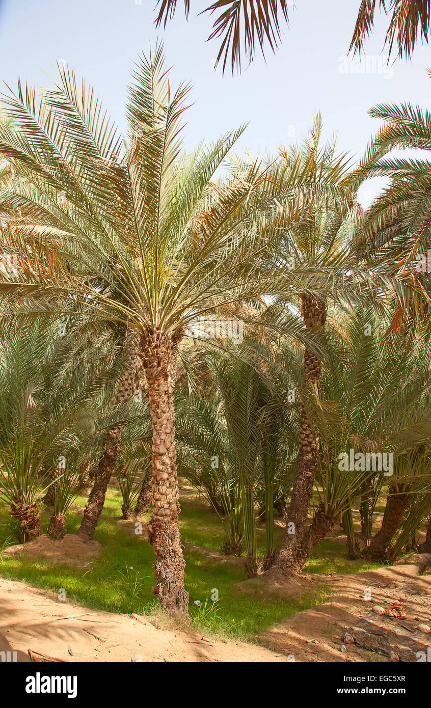 Palm garden in the Riyadh city, Saudi Arabia Stock Photo Alamy