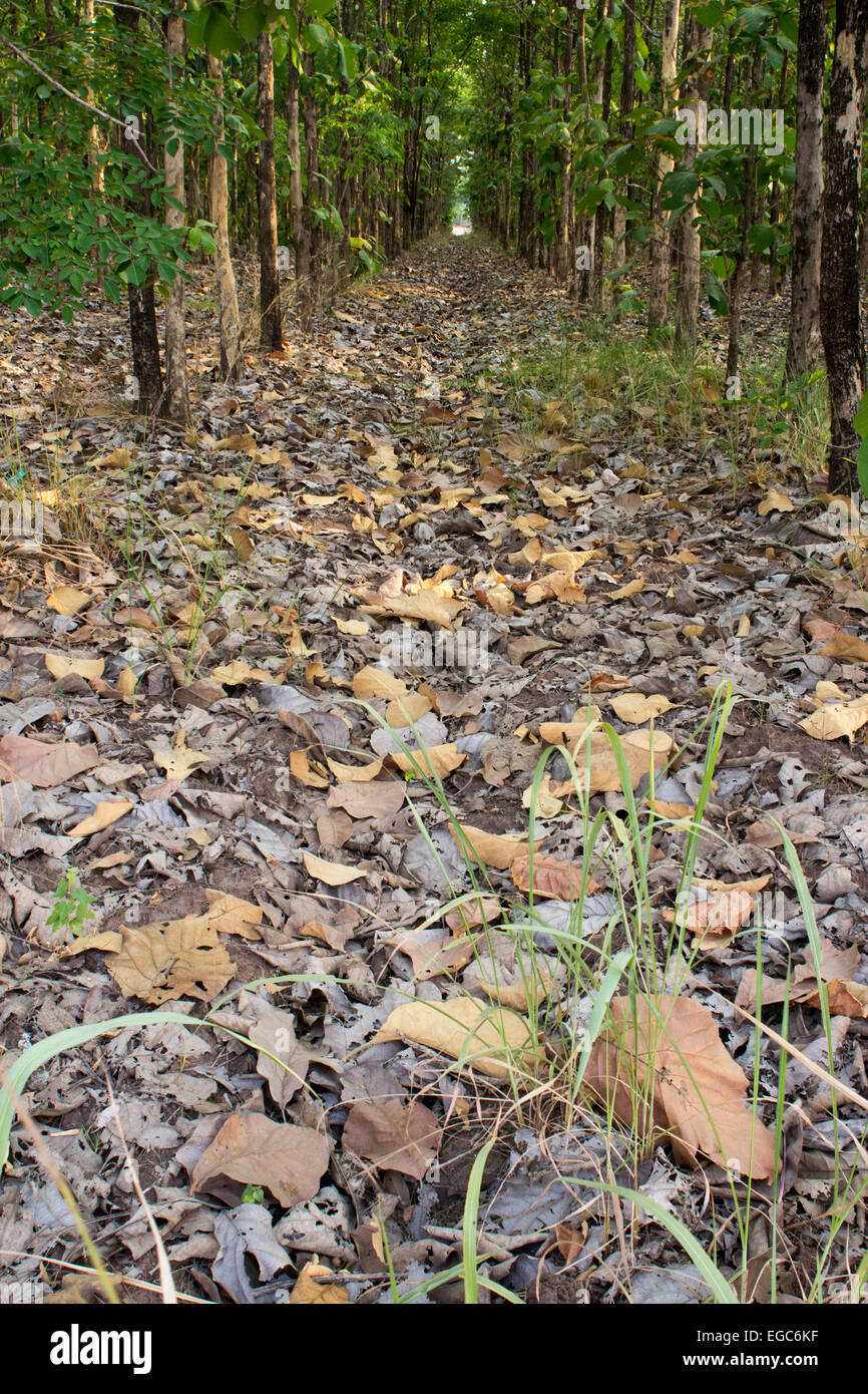 Leafy floor under the canopy of trees at Phichit Provence Thailand Stock Photo