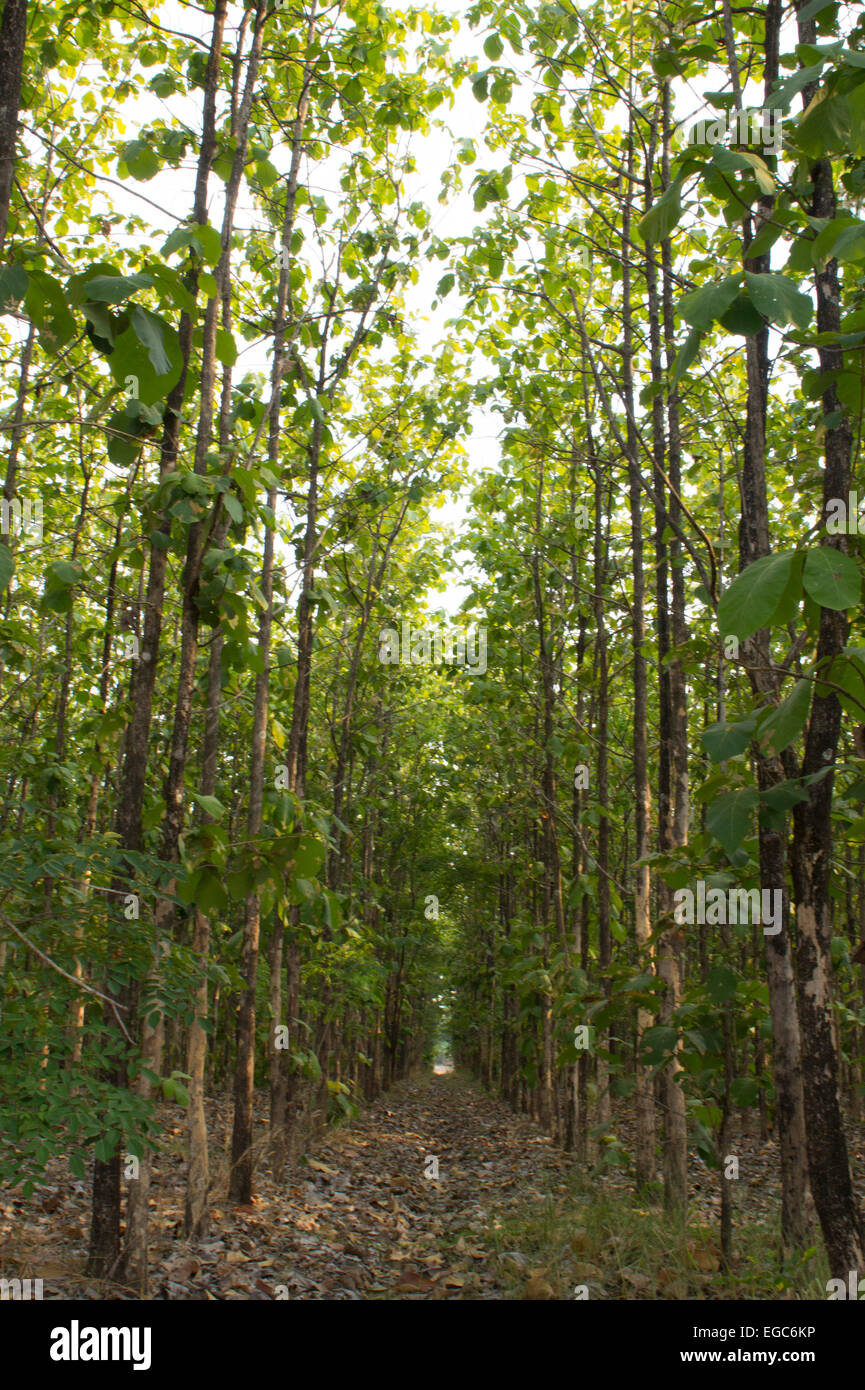 Rows of trees growing in Phichit Provence Thailand Stock Photo